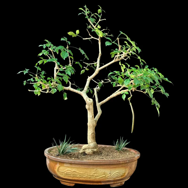VITEX QUINATA CANDLE TREE